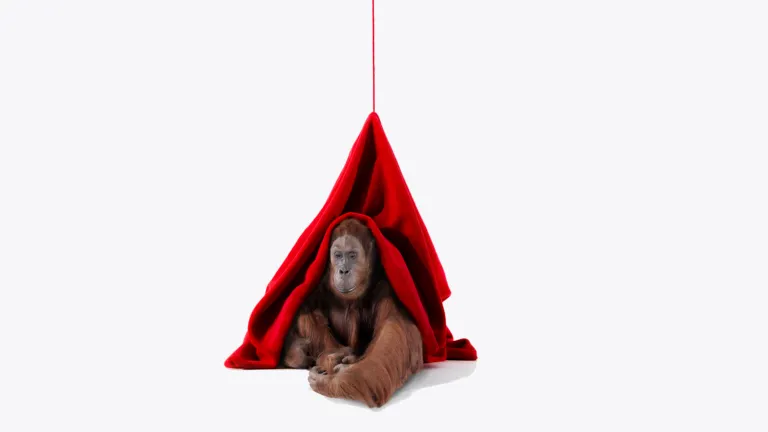 Orang oetan