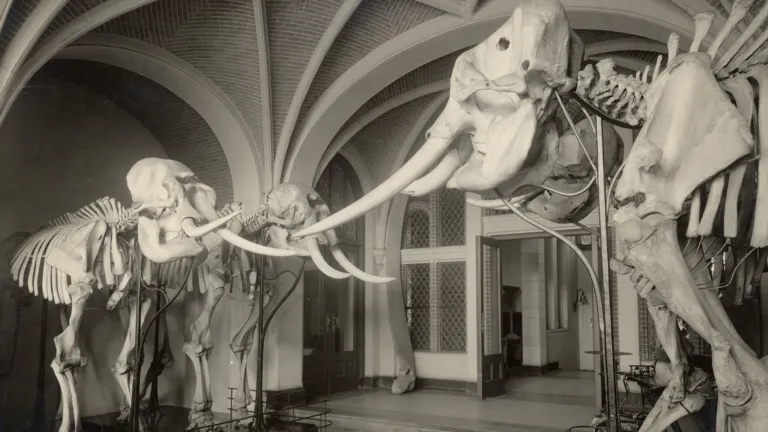 elephants in the old museum