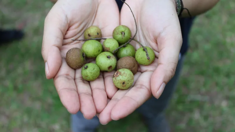 Phyllanthus emblica fruits