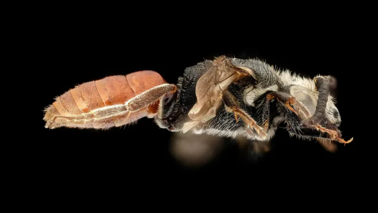 Sphecodes albilabris, Nederlandse bij, zijaanzicht