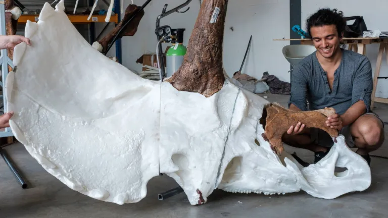 3D reconstructie van Triceratops