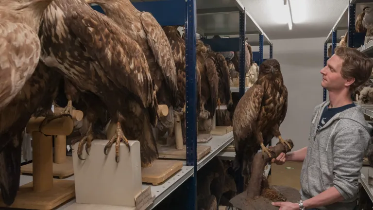 roofvogelcollectie