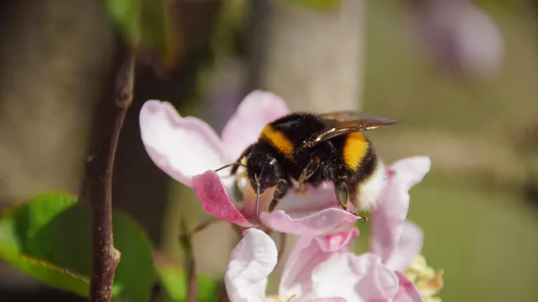 Aardhommel op bloesem 