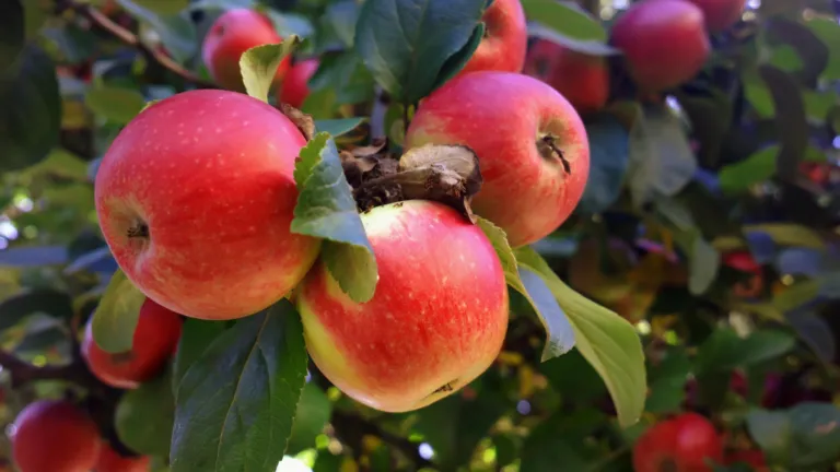 Appels aan de boom