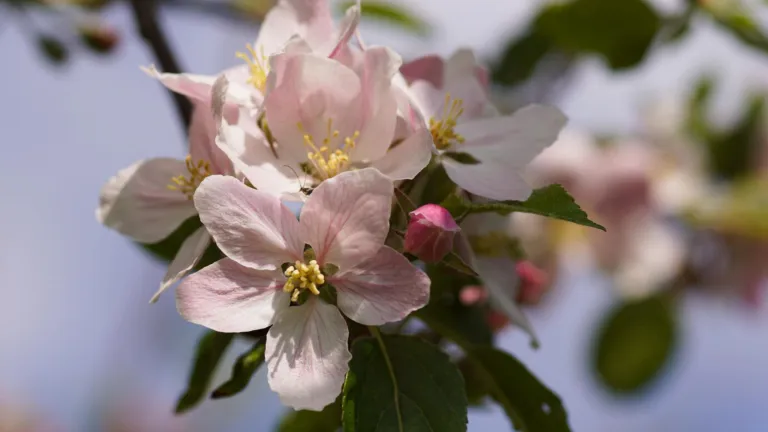 Appelbloesem