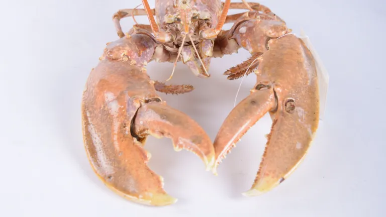 Lobster
