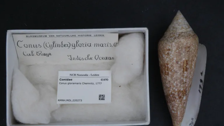Conus gloriamaris