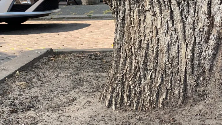 Tree pit soil