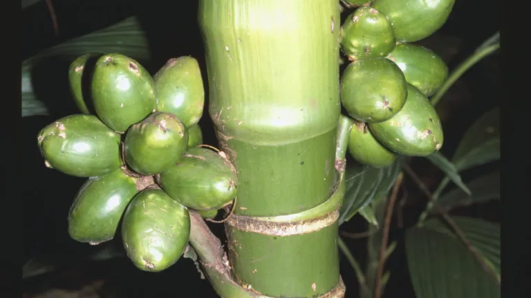 Vruchten van een palm; Areca ipot