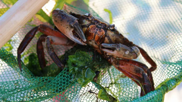 crab_2
