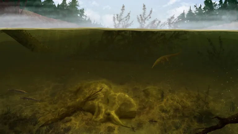 Triceratops, verdronken in moeras
