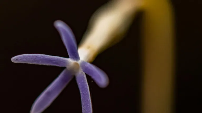 voyria