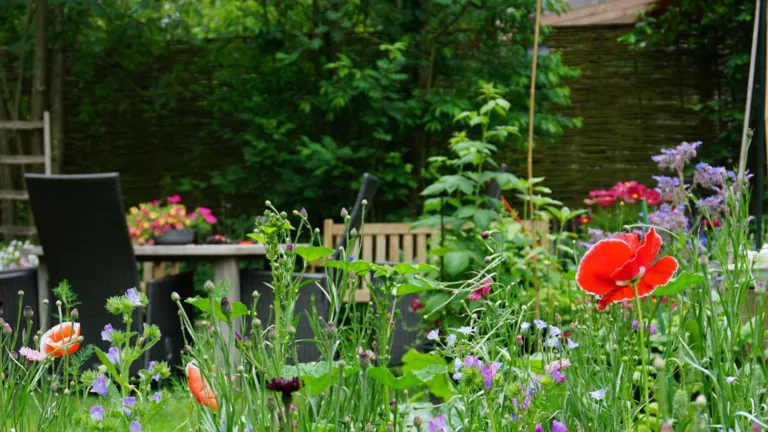 inheemse planten