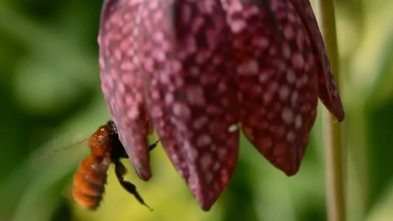 Wilde kievitsbloem