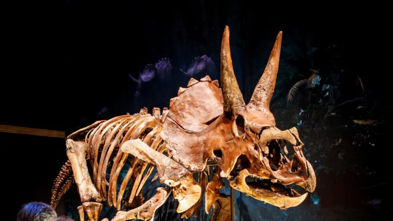 Triceratops in Naturalis