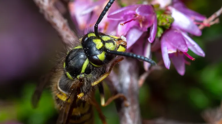 Gewone wesp Vespula vulgaris 