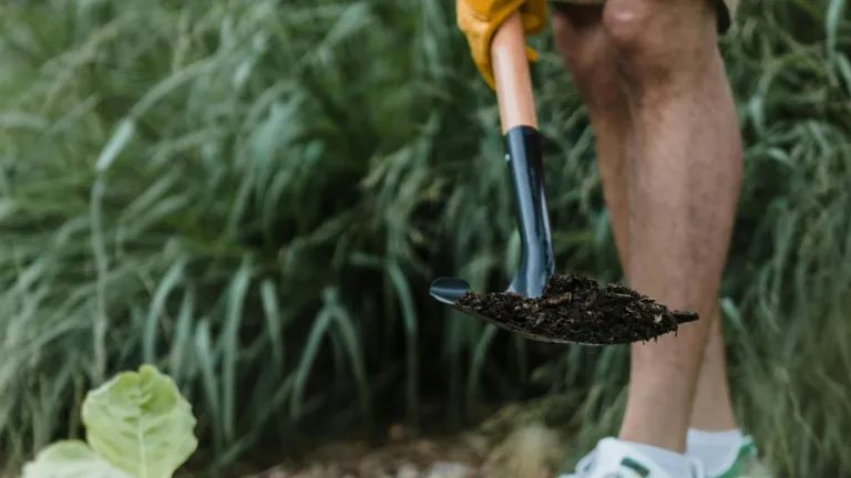Persoon die bijna een plant aanplant 