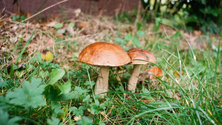 Dutch fungi