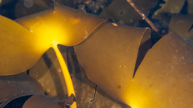 Laminaria