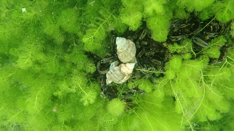 Gastropod