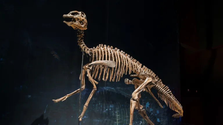 Dino