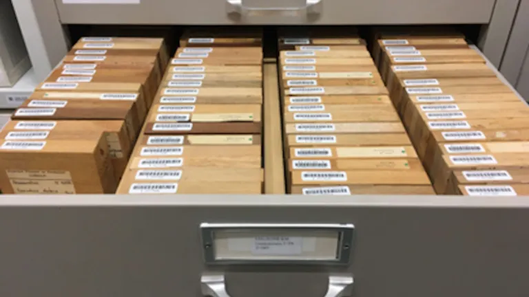 Wood collection Naturalis