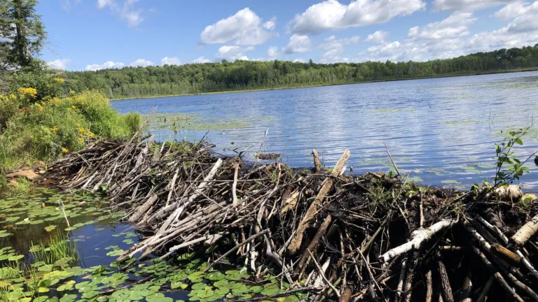aquatic ecosystems
