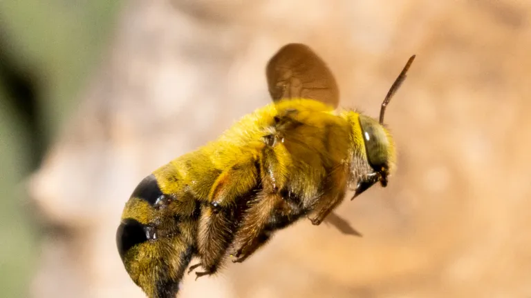 Bee