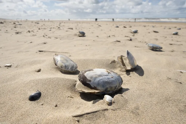 A beach with shells