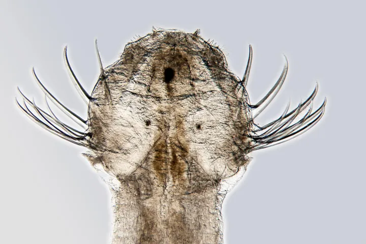 pijlworm