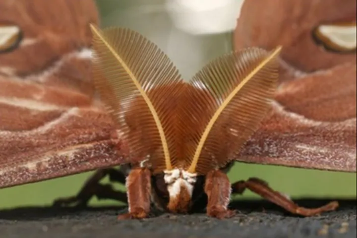 vlinder