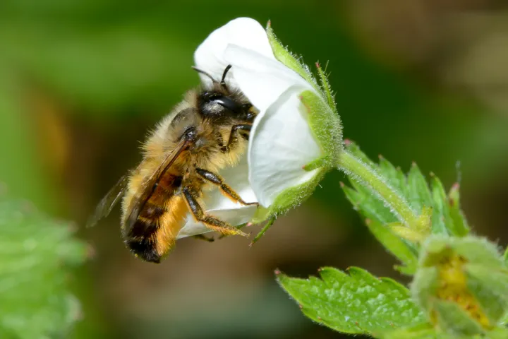 Een rosse metselbij drinkt nectar