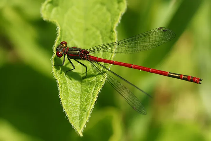Dragonfly