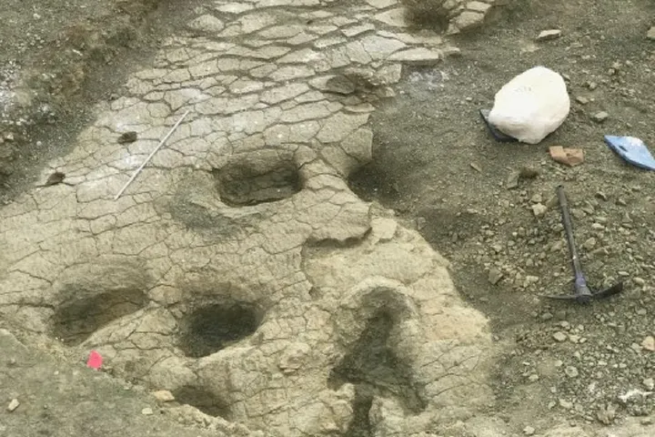 Dinosaurus voetsporen
