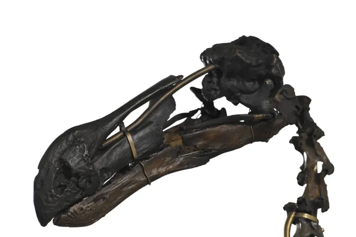 Dodo