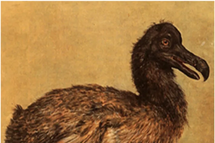 dodo