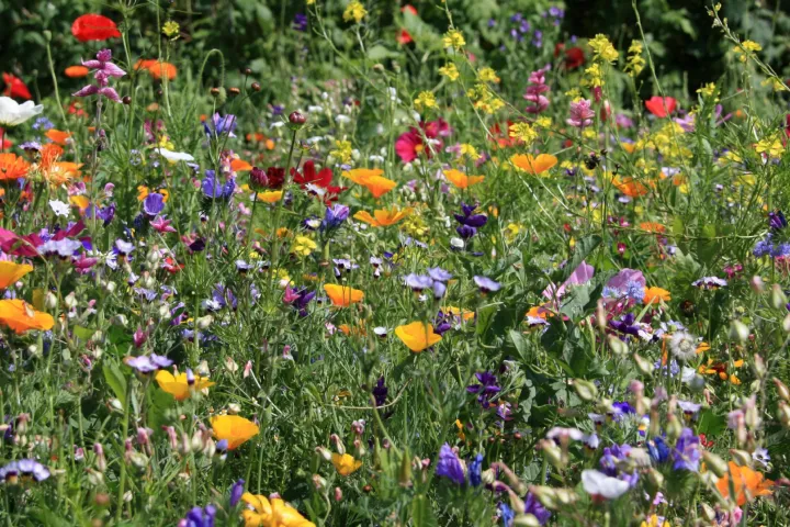 Flower field