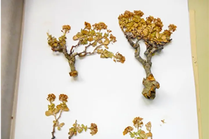 Flora Graeca