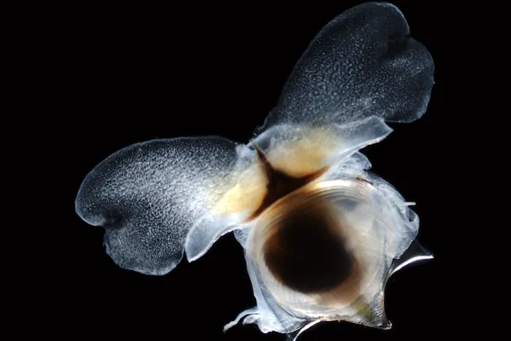Pteropod