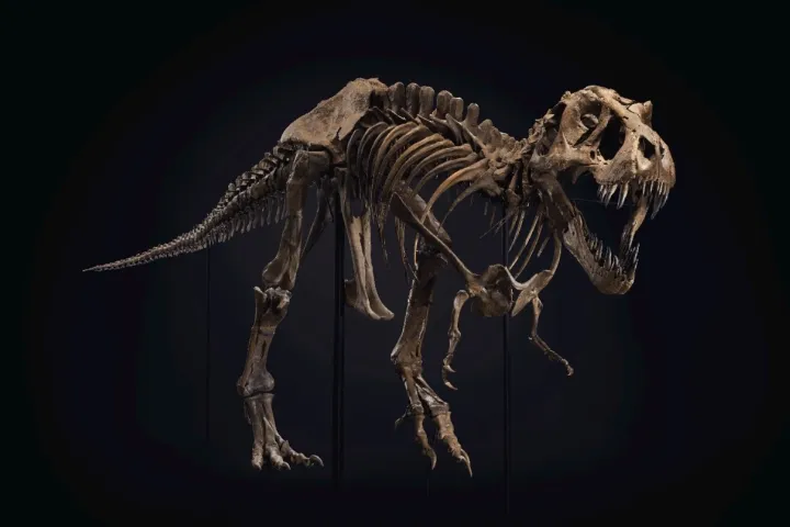 T. rex Stan, foto: Christie's