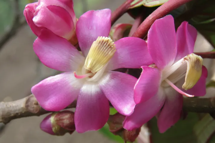 Topobea Parasitica