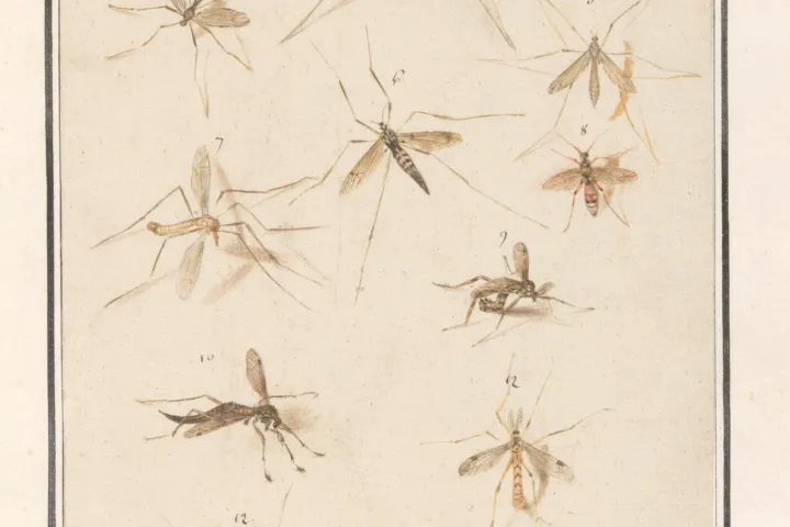 13 langpootmuggen door De Boodt. Maar welke soorten?