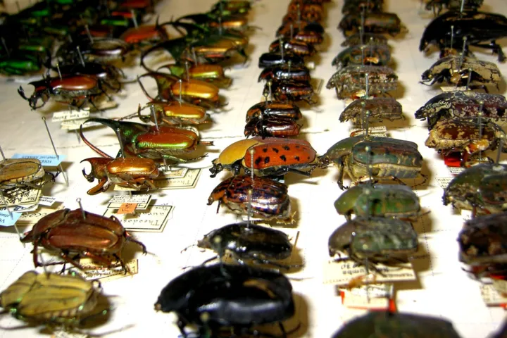 Bugs