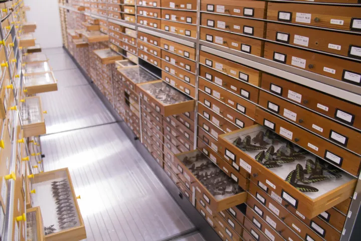 Vlindercollectie Naturalis