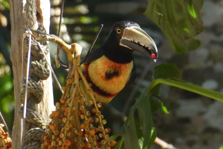 Vogel met vruchten