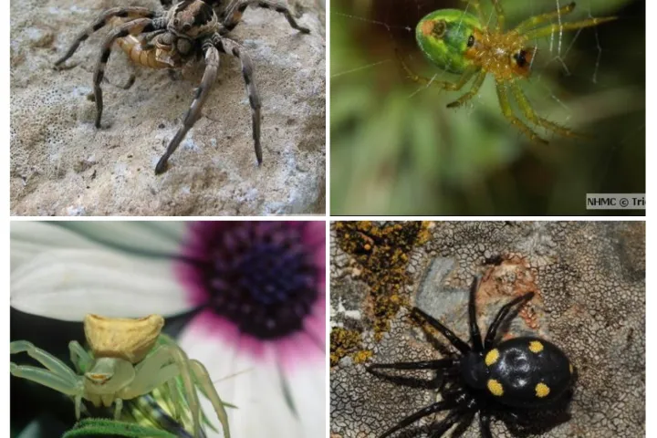Spiders
