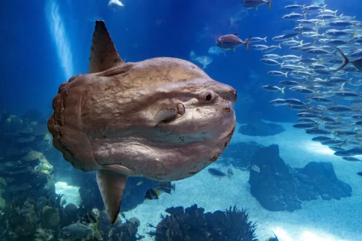 Mola mola in de zee
