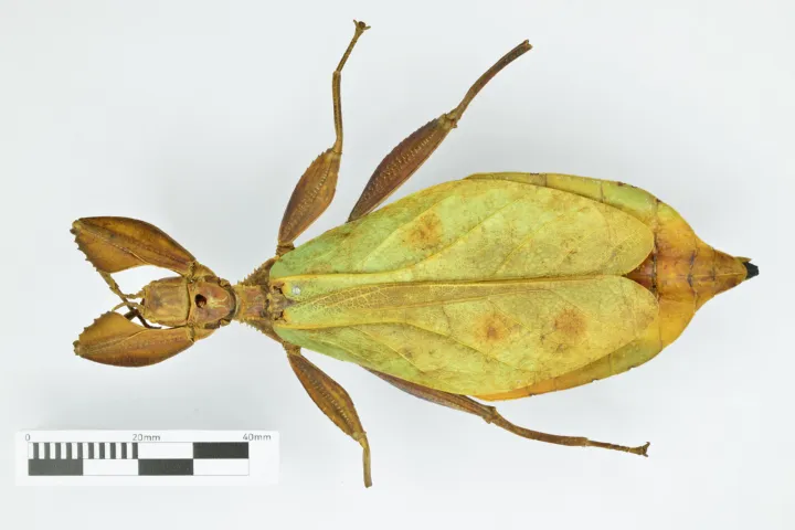 Giant Malaysian Leaf insect