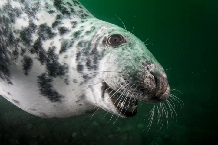 Zeehond