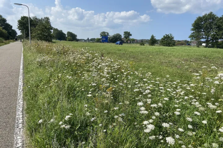 Berm langs de weg